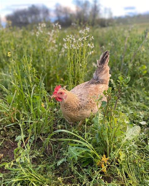 Jenks hatchery - Jenks Hatchery. Opens at 8:00 AM (541) 928-8928. Website. More. Directions Advertisement. 32539 Highway 99E Tangent, OR 97389 Opens at 8:00 AM. Hours. Mon 8:00 ... 